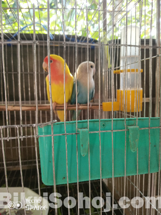 এক জোড়া রানিং লাভবার্ড পাখি হাত বদল হবে